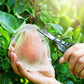 Beschermende gaaszakken voor fruitbomen