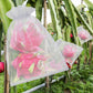 Beschermende gaaszakken voor fruitbomen