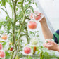 Beschermende gaaszakken voor fruitbomen
