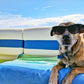 ❄️Zomerfresh 50% Korting! 🐶CoolPaws™ Zelfkoelende Huisdiermat – Voorkomt Oververhitting, Verhoogt Comfort & Blijft Urenlang Koel