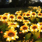 🌻60% KORTING! ☀️ Waterdichte zonnebloemlampjes op zonne-energie – Realistische bloemblaadjes, IP65 weerbestendig & 8-12 uur automatisch gloeiend ☀️🌻