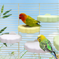 Schattig Wolkvormig Vogelzitplatform