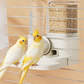 2-in-1 Automatische Vogelvoeder en Drinkbak voor Kooi